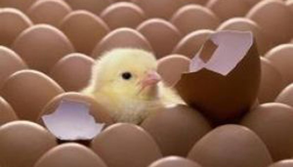 კვერცხის ქართველი მწარმოებლები იმპორტიორებს საქველმოქმედო აქციებით დაუპირისპირდებიან